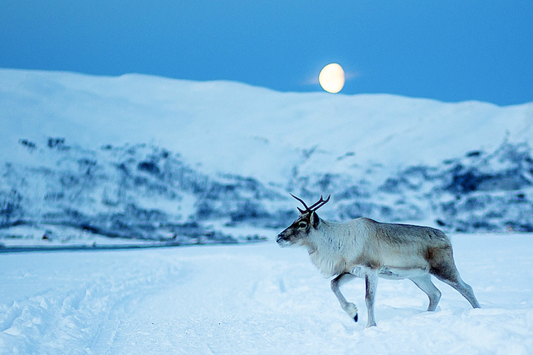 Tromsø: Abendessen im Rentier-Camp & Chance auf Nordlichter