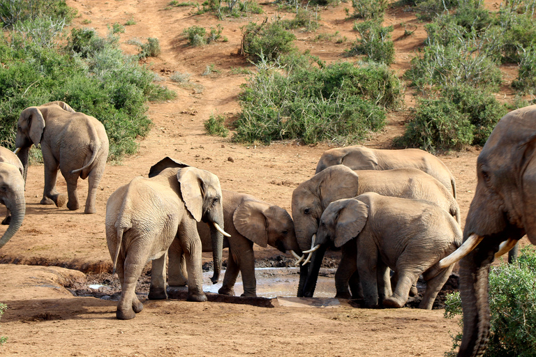 Addo Elephant National Park All Inclusive heldagssafariStandardtur