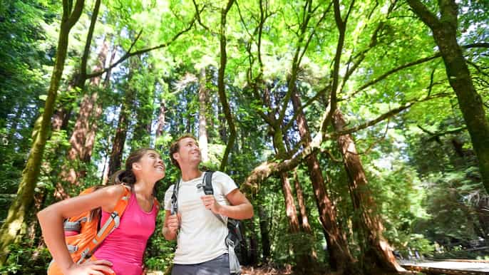muir woods&sausalito:来自旧金山的半日游
