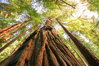From San Francisco, Muir Woods and Sausalito Half-Day Trip - Housity