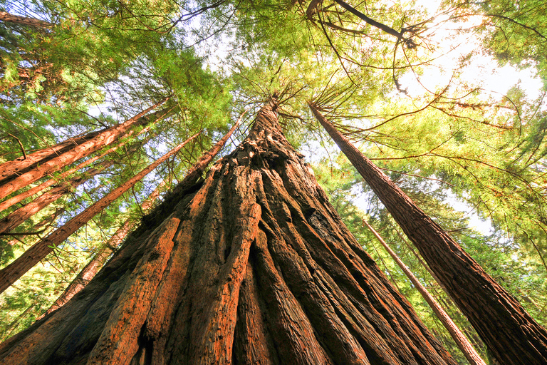 Desde San Francisco: excursión a Muir Woods y Sausalito