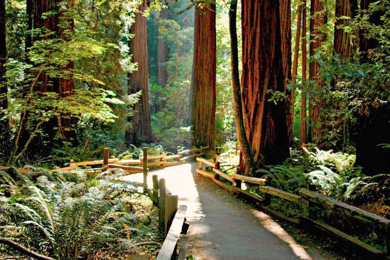 De São Francisco: Excursão Meio Dia a Muir Woods e Sausalito