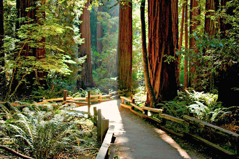 Från San Francisco: Muir Woods &amp; Sausalito – halvdagsutflyktSan Francisco: Muir Woods och Sausalito på halv dags utflykt