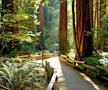 De São Francisco: Viagem de meio dia a Muir Woods e Sausalito