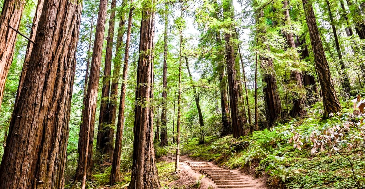 From San Francisco: Muir Woods and Sausalito Half-Day Trip
