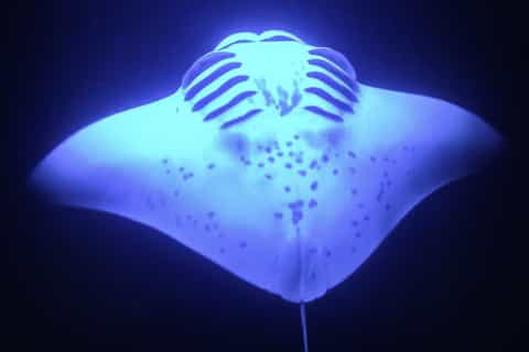 Big Island, Hawaii: Night Manta Ray Snorkel Experience