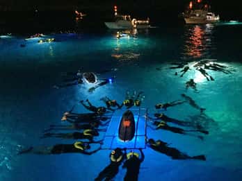 Big Island: Mantarochen-Abenteuer bei Nacht Big Island: Mantarochen-Abenteuer bei Nacht