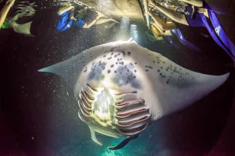 Big Island, Hawaii: Night Manta Ray Snorkel Experience