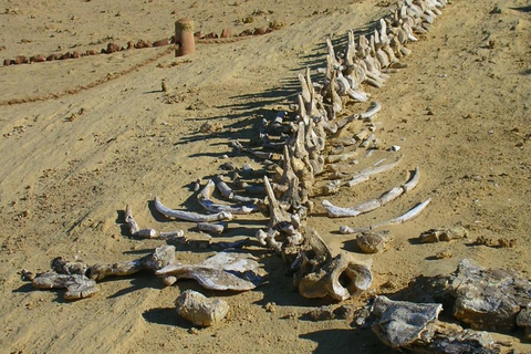 PAKKET 4 DAGEN FAYOUM OASIS, WITTE WOESTIJN EN BAHARIYA OASIS