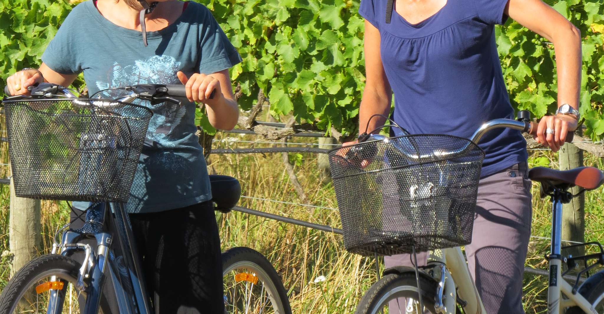 Marlborough Half Guided & Half Self-Guided Bike Wine Tour - Housity