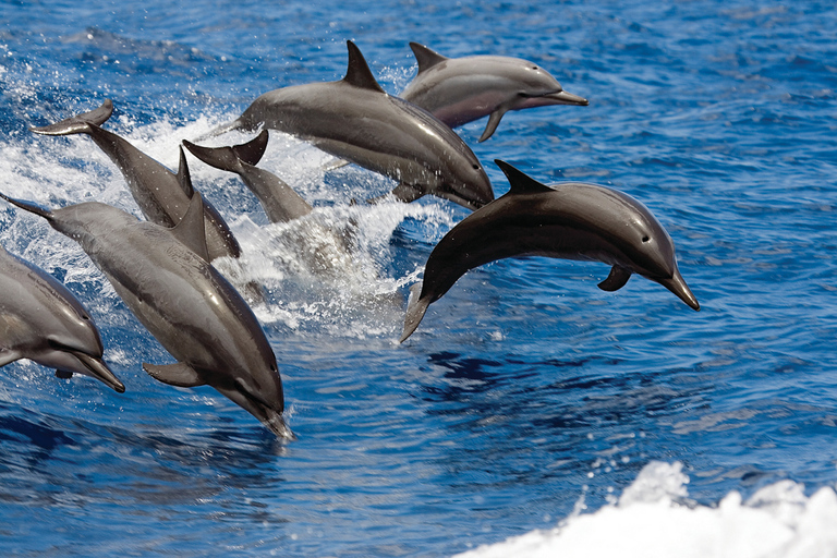 Big Island: Schnorchel- und Segelabenteuer