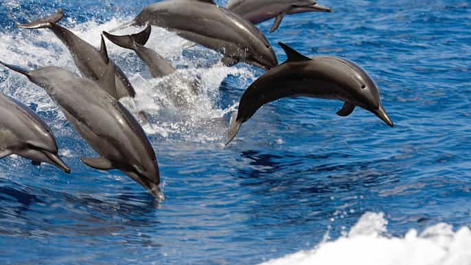 big island 3 hour waikoloa snorkeling sailing adventure