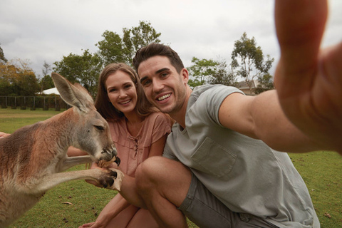 Brisbane: paseo por el río y visita a un santuario de koalas