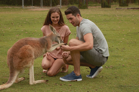 Rejs po rzece Brisbane i wizyta w sanktuarium Koala