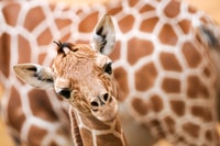 ロッテルダム、ロッテルダム動物園Blijdorpエントリチケット - Housity