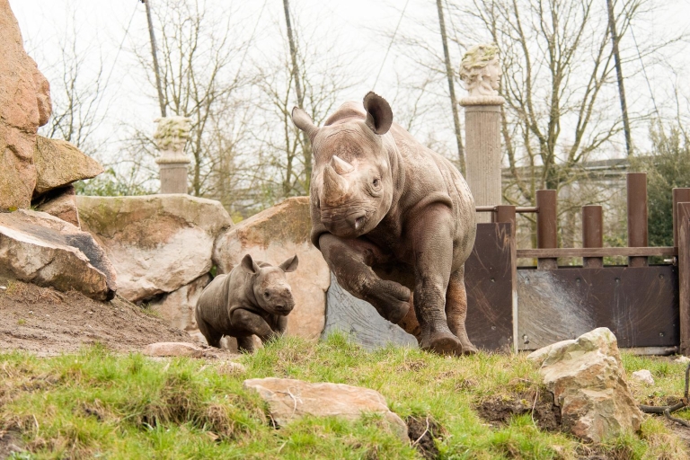 Rotterdam : billet coupe-file pour le zoo de RotterdamZoo de Rotterdam : billet d'entrée