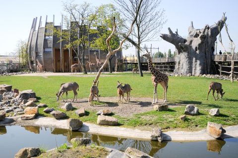 Rotterdam: Skip-the-line billett til Rotterdam Zoo