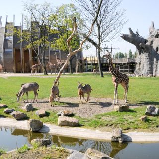 Rotterdam: Rotterdam Zoo Skip-the-Line Ticket