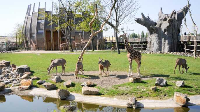 Rotterdam: entrada sin colas al zoológico de Rotterdam