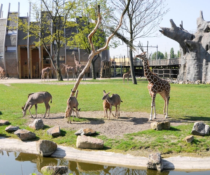 Роттердамский зоопарк Бляйдорп: входной билет
