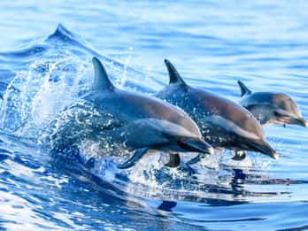West Oahu: Öko-Segeltörn mit Schnorcheln und Delfinen West Oahu: Öko-Segeltörn mit Schnorcheln und Delfinen