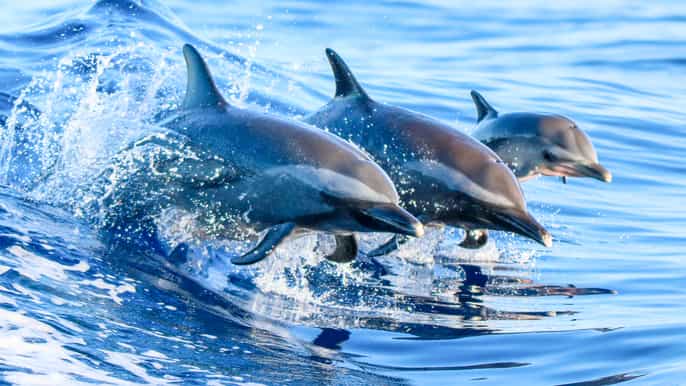 oahu ecofriendly west oahu snorkel sail with dolphins