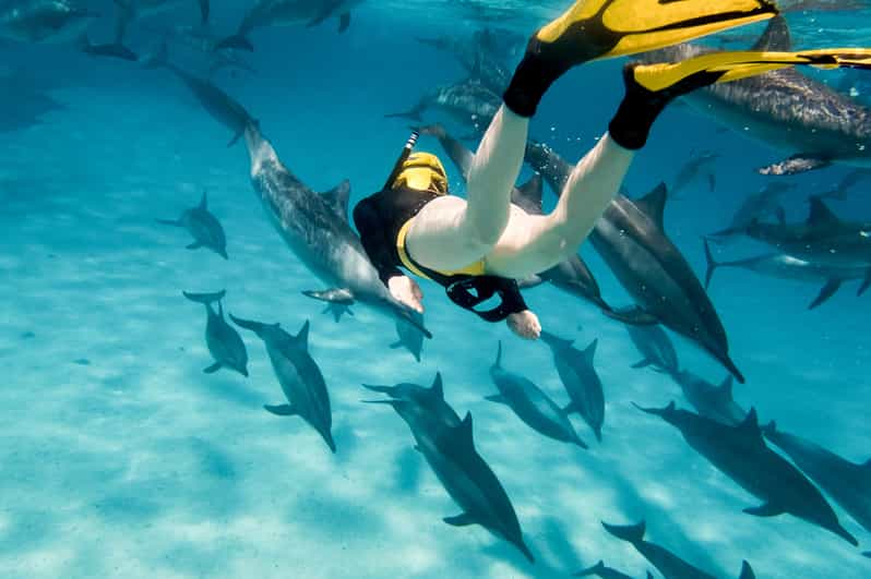 Oahu EcoFriendly West Oahu Snorkel Sail with Dolphins GetYourGuide