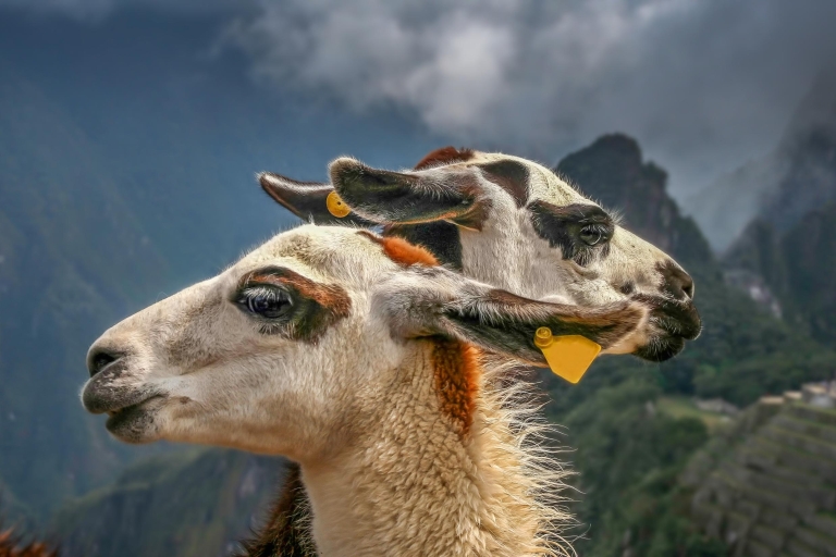 Machu Picchu: Private Tagestour mit Einlass am Nachmittag