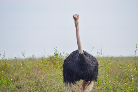 Vanuit Nairobi: 3 dagen, 2 nachten Maasai Mara-groepssafari met terreinwagen