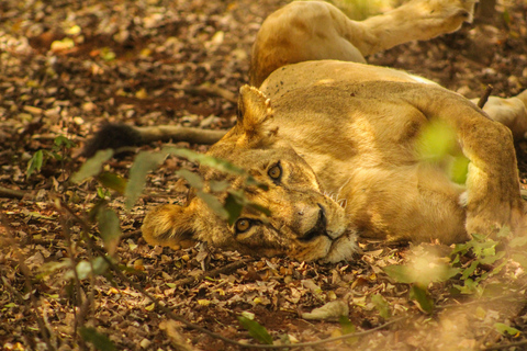 Safari por el Parque Nacional de Nairobi a primera hora de la mañana