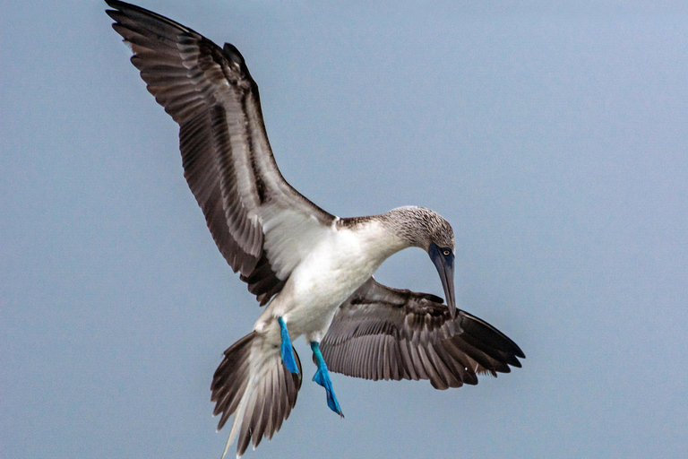 North Santa Cruz - Kayak, SUP, Snorkel and Relax - Galápagos Galapagos Islands: Punta Carrion Kayak - Sup & Snorkel Tour