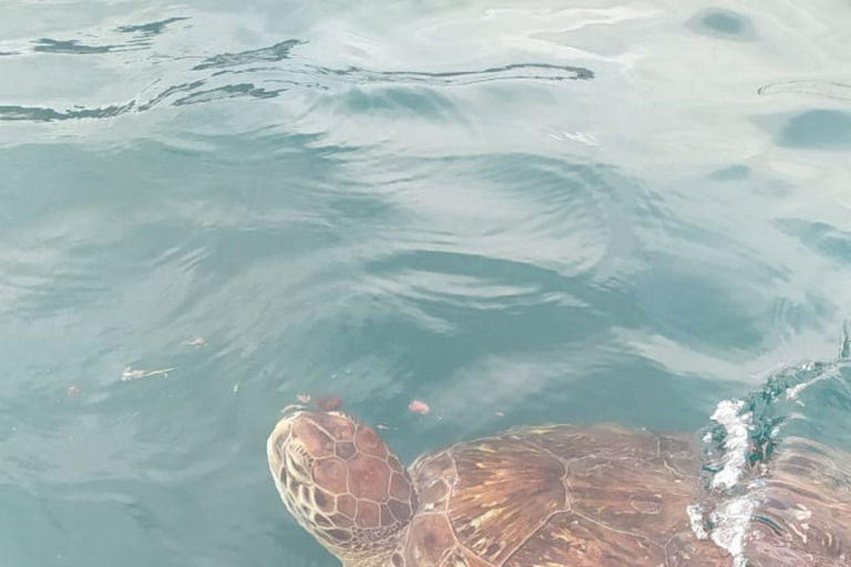 Snorkeling z żółwiami