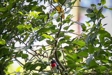 Vogelbeobachtung in Medellin mit einem erfahrenen Vogelbeobachter (Privat)