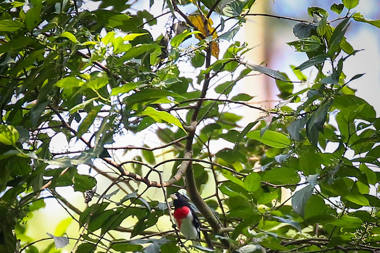 Vogelbeobachtung in Medellin mit einem erfahrenen Vogelbeobachter (Privat)