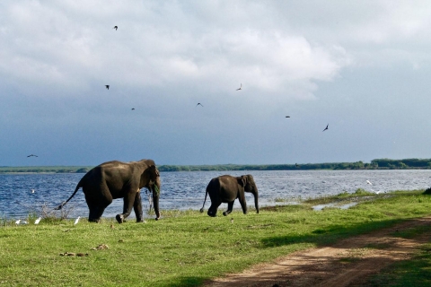 From Bentota: 2-Day Tour to Wild Wonders and Galle Fort