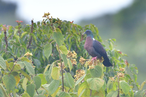Durban: Dlinza Forest Birdwatching TourDurban: Vogels spotten in het Dlinza-bos