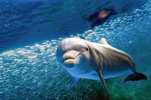 From Lahaina: Lana'i Snorkeling and Dolphin Encounter