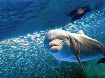 Ab Lahaina: Lana'i Schnorcheln und Delfin-Begegnung Ab Lahaina: Lana'i Schnorcheln und Delfin-Begegnung