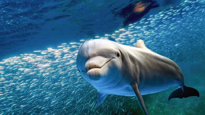 maui dolphins and snorkeling cruise to lanai from lahaina