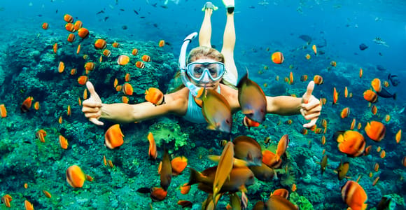 Turtle Reef Morning Snorkel Cruise with Lunch