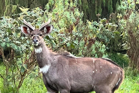Bale Mountains: 3-tägige geführte Wanderung mit Wildtieren und Camping