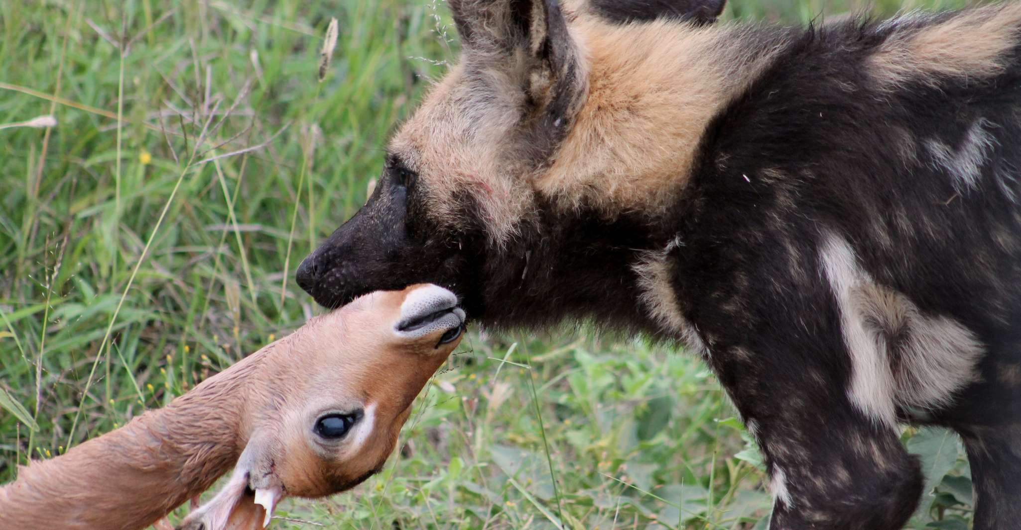 From Johannesburg, Pilanesberg Nature Reserve Game Safari - Housity