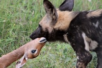 From Johannesburg, Pilanesberg Nature Reserve Game Safari - Housity
