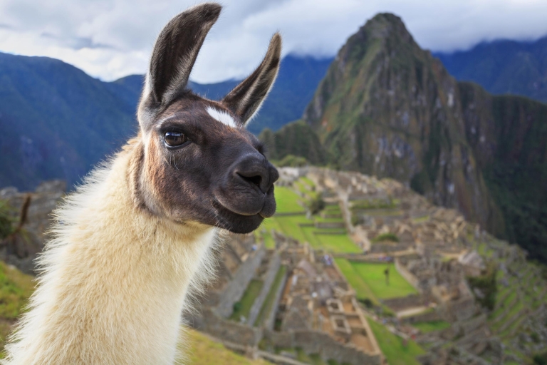Machu Picchu : forfait visite guidée le matin et bus A/RDepuis Aguas Caliente : visite guidée de Machu Picchu