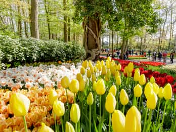 Amsterdam: Keukenhof & Countryside Kleingruppentour Amsterdam: Keukenhof & Countryside Kleingruppentour