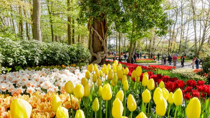 amsterdam keukenhof countryside small group tour