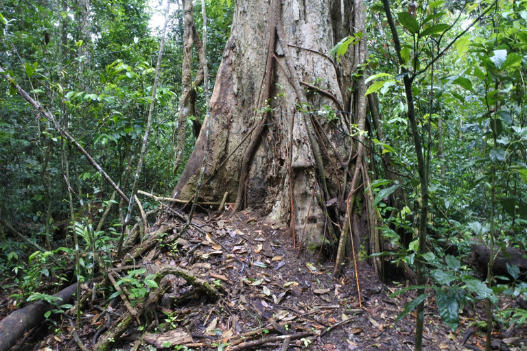 Khao Yai National Park Private Transfer with Optional Trek Transfer with Trek