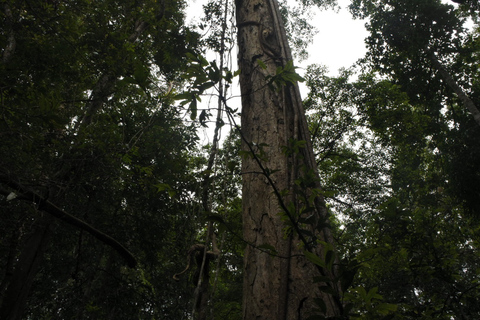 Khao Yai National Park Private Transfer with Optional Trek Transfer with Trek