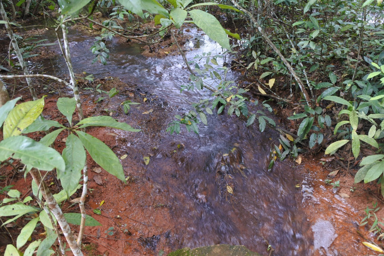 Khao Yai National Park Private Transfer with Optional Trek Transfer with Trek