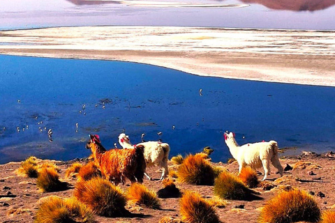 From Cusco: Full 6-Day Sightseeing Tour to the Uyuni Salt Flats - San Pedro de Atacama From Cusco: Complete Tour to Salar de Uyuni - San Pedro de Atacama 6 days